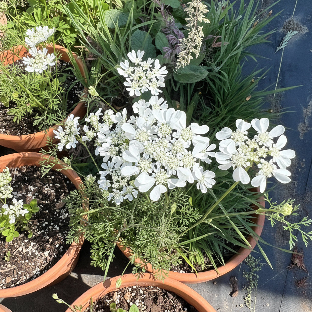 White Orlaya Flower Seeds for Planting Seed for Delicate and Elegant Blooms in Gardens