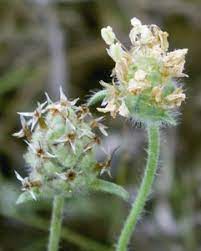Dark French Psyllium (Plantago Psyllium) Herb Flower Flea Seeds