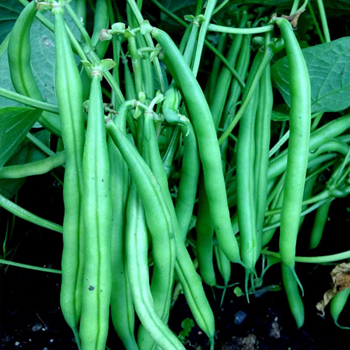 Snap Bean Vegetable Seeds for Planting – Heirloom, Non-GMO, Easy to Grow, Annual