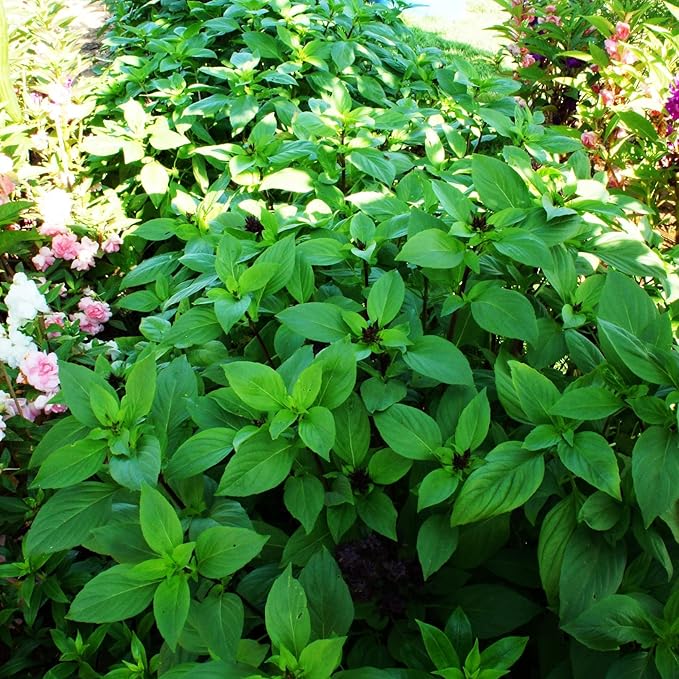 Basil Dolce Fresca Seeds for Gardening & Planting | Premium Quality Herb Seeds for Lush, Flavorful Basil Plants
