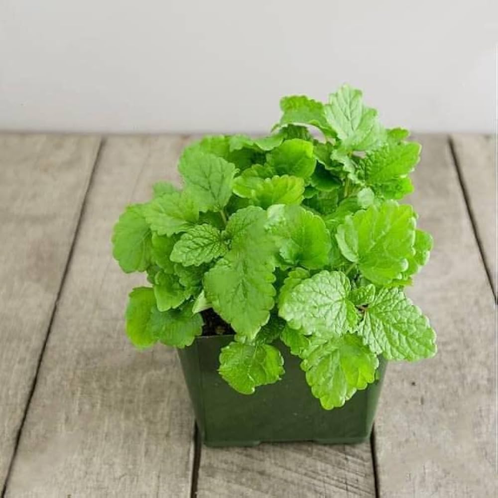 Lemon Balm (Melissa officinalis) Fragrant Herb / Flower Seeds
