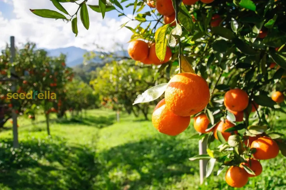 Orange Tree Planting Seeds - Grow Your Own Citrus at Home