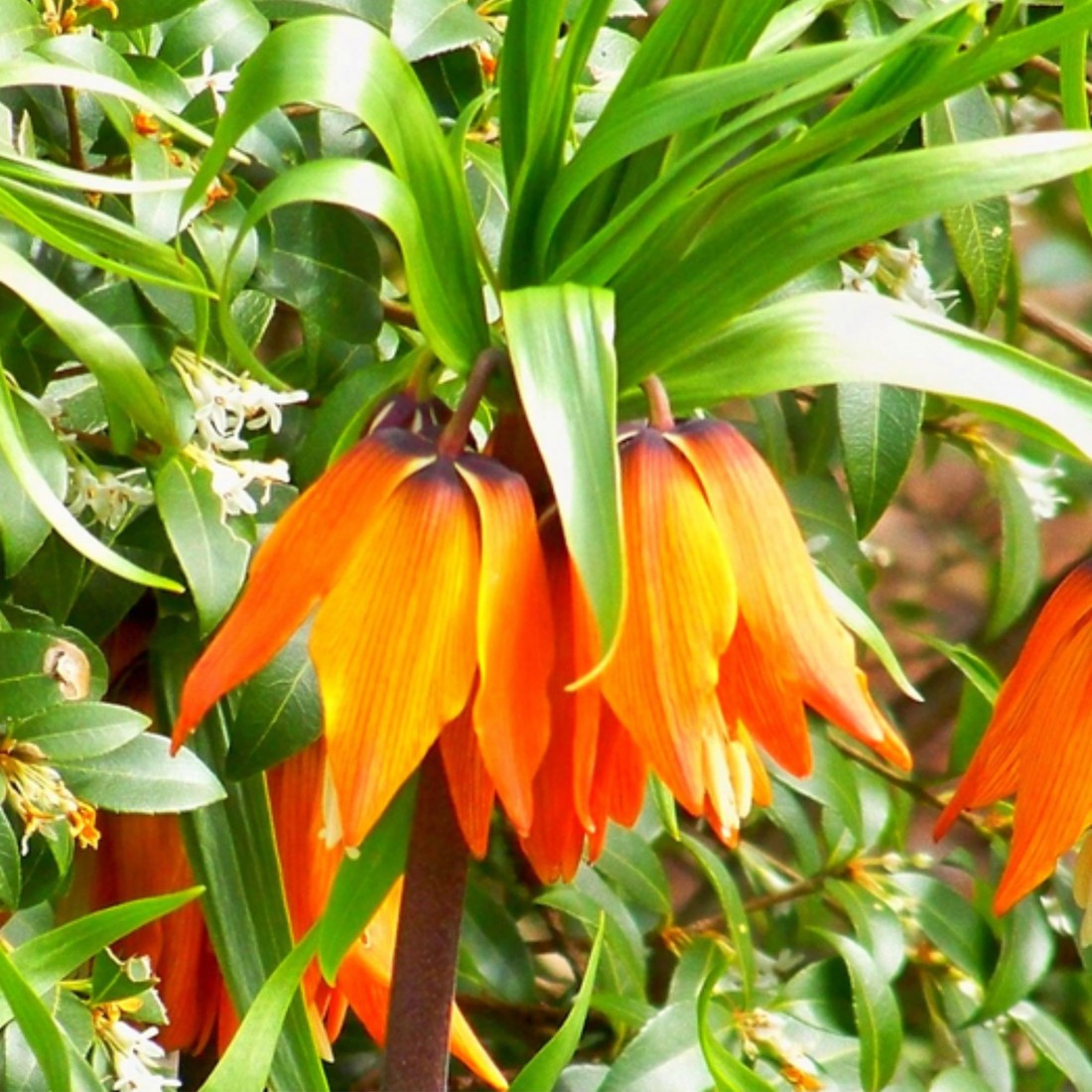 Fritillaria Imperialis Flower Seeds Orange Flower seeds for Planting - Easy to Grow, Heirloom & GMO Free Seeds for Home Garden
Sale for planting in home garden