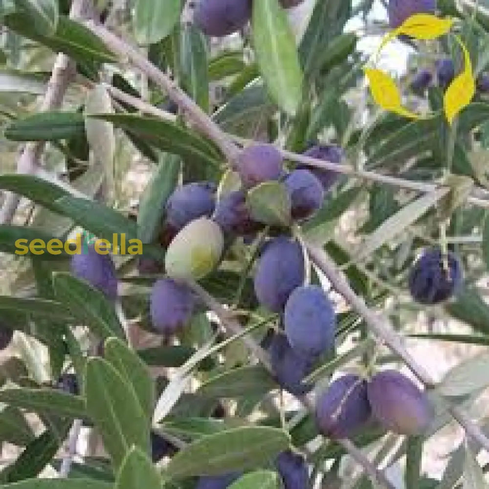 Olive Tree Planting Seeds for Home Gardens