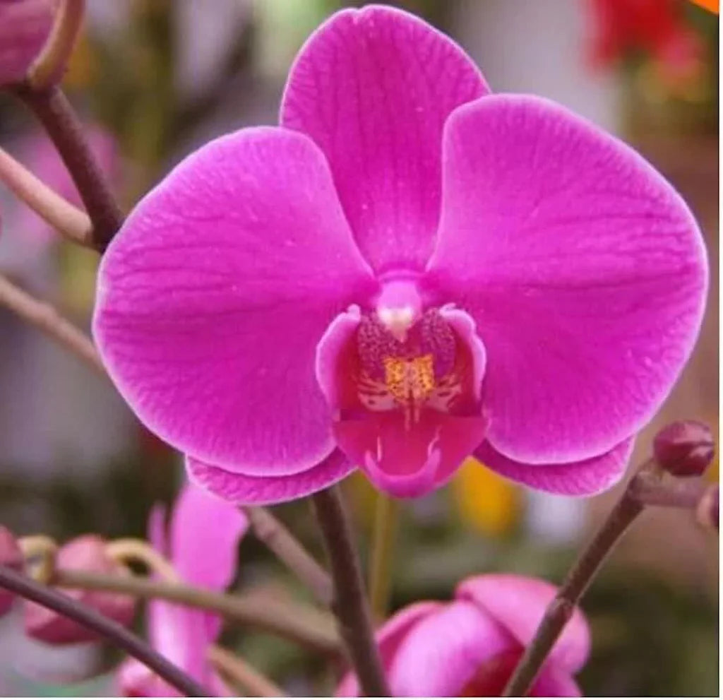 Phalaenopsis Orchid Flower Seeds