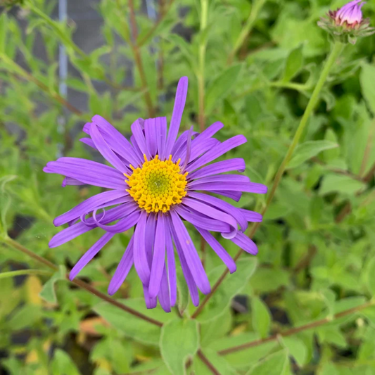 Aster Frikartii Flower Seeds for Planting – Heirloom, Non-GMO, Easy to Grow, Pollinator-Friendly