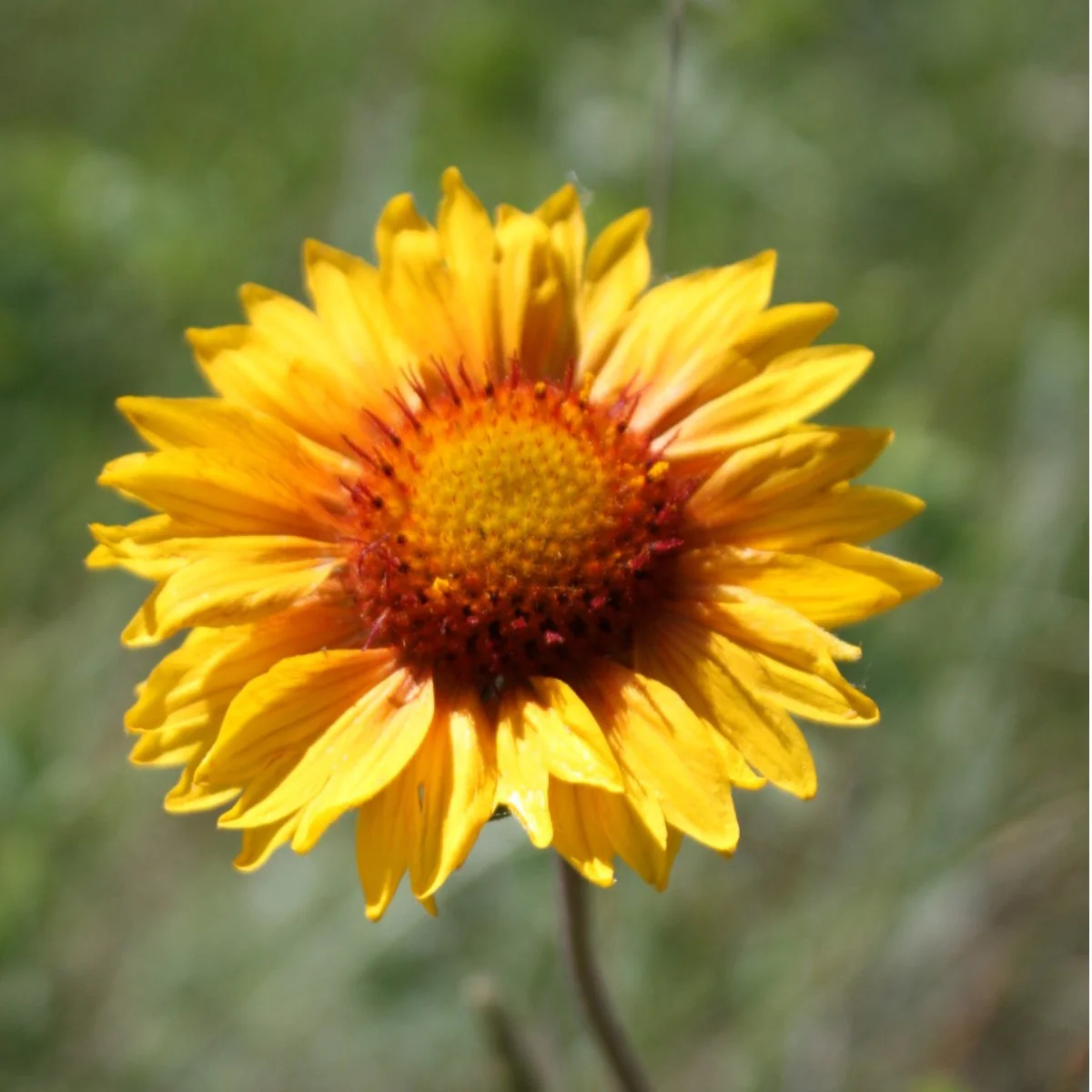 Yellow Blanket Flower Seeds