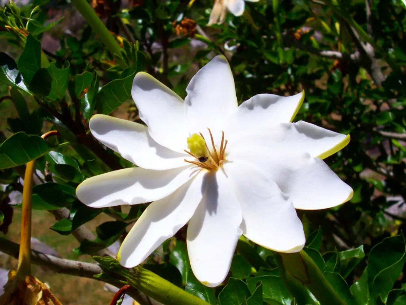 Gardenia Thunbergia Flower Seeds