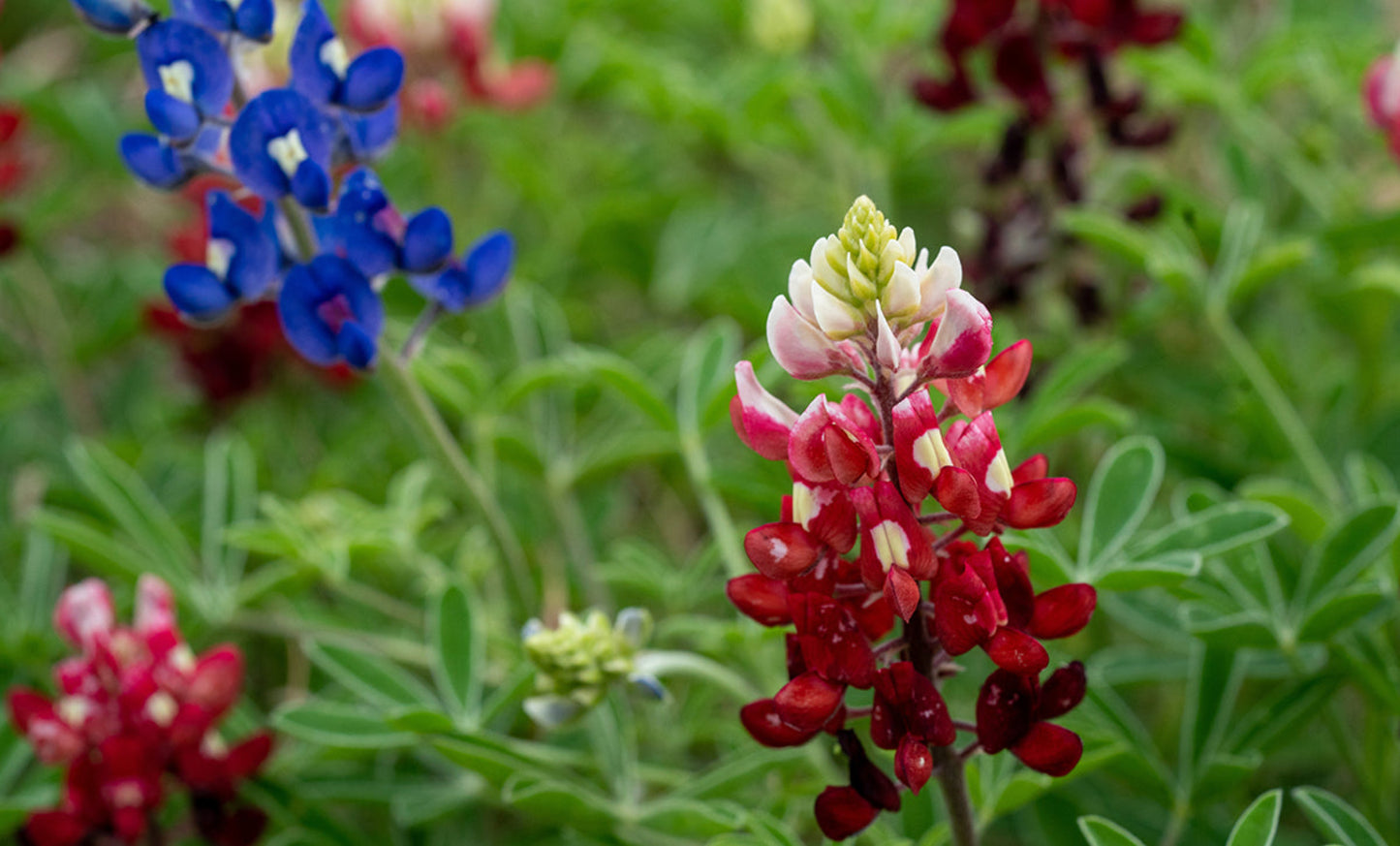 Red Texas Bluebonnets Seeds