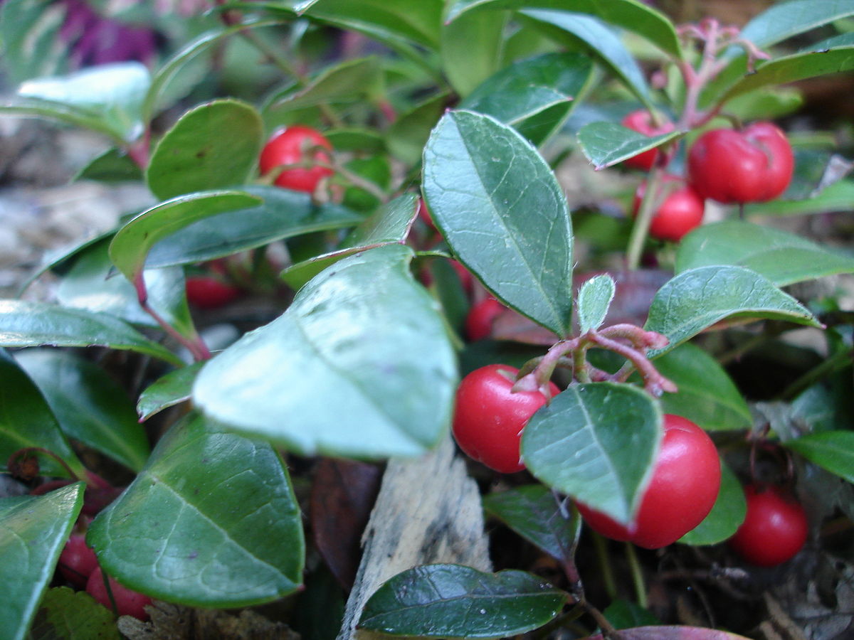 Red Gaultheria Procumbens Fruit Seeds
