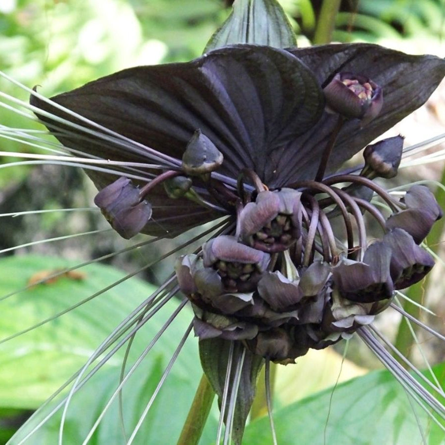 Black Bat Flower Seeds