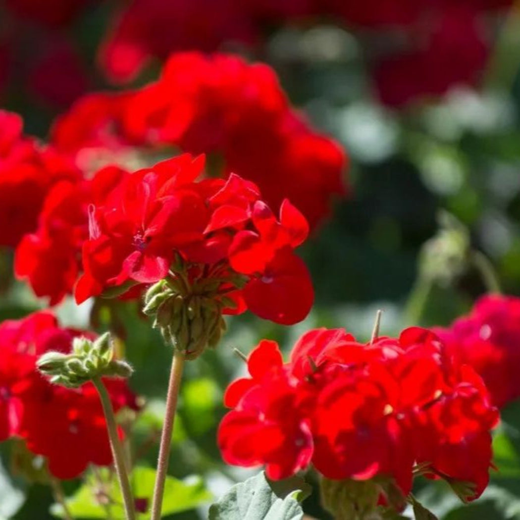 Red Geranium Flower Seeds