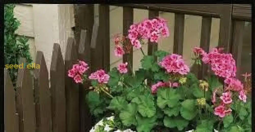 Geranium Flower Seeds For Planting - Vibrant Pink Red Annuals Your Garden