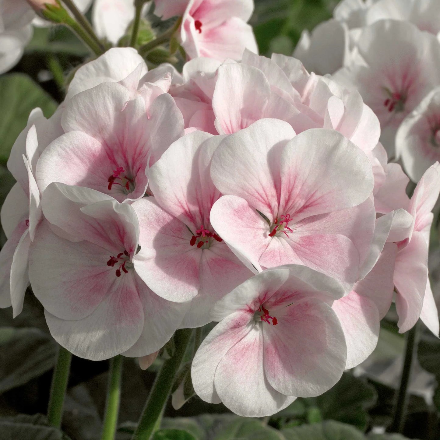 Semillas de flores de geranio
