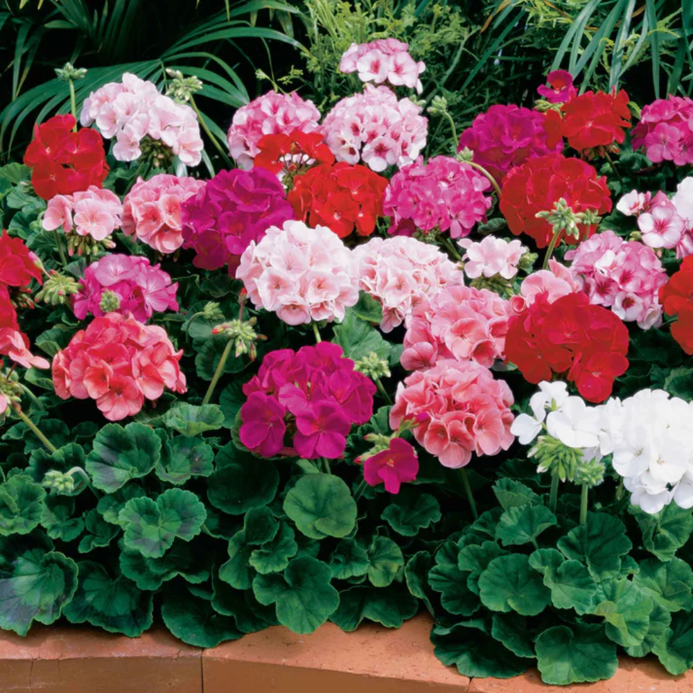 Ivy Geranium Flower Seeds