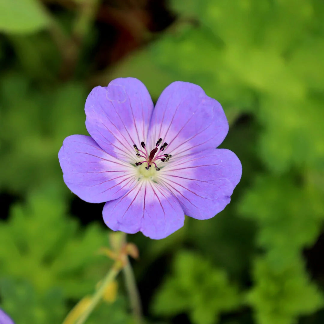 Geranium 'Rozanne' Flower Seeds