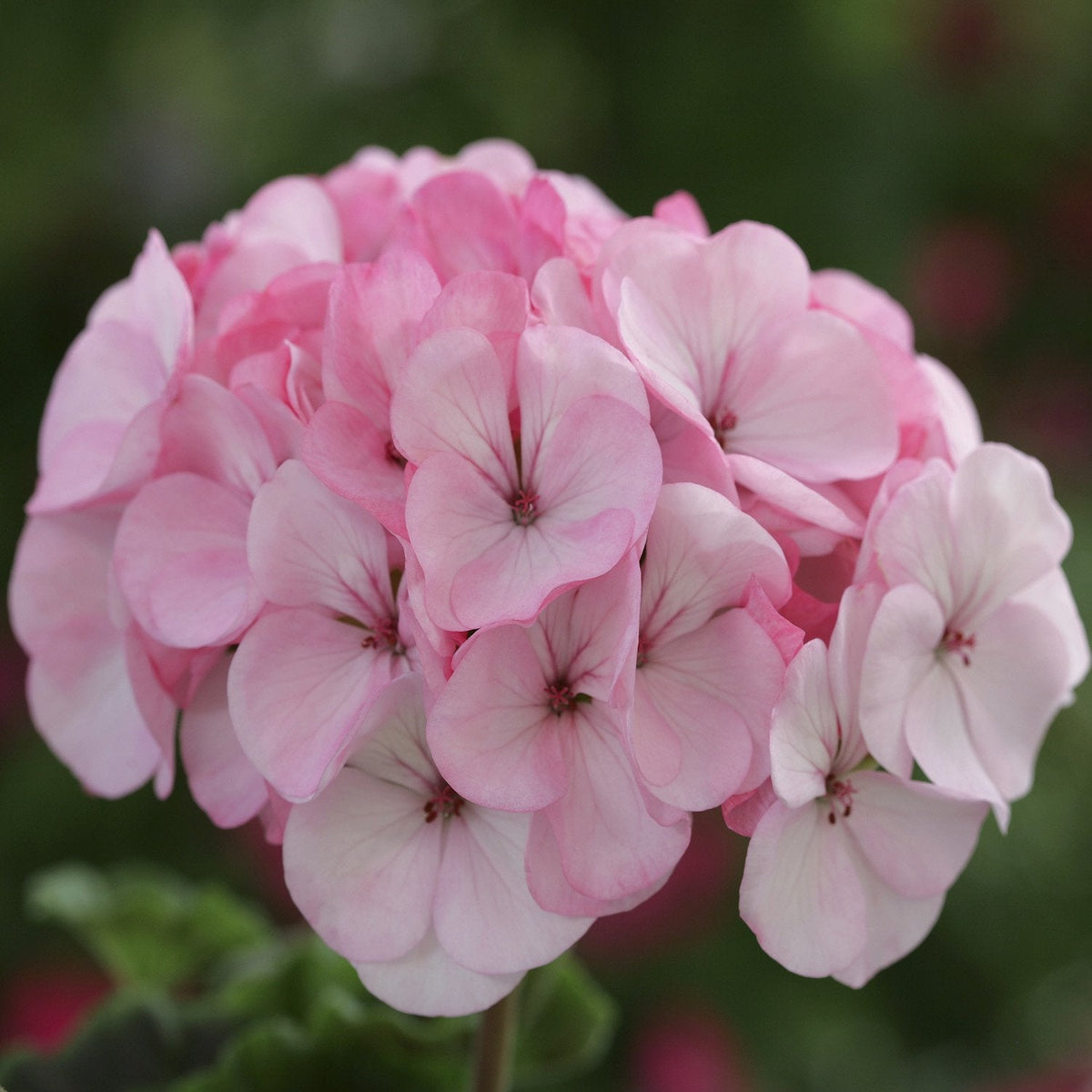 Pale Pink Geranium Flower seeds for Planting - Long Bloom Season, Heirloom & GMO Free Seeds for Home Garden
Sale for planting in home garden