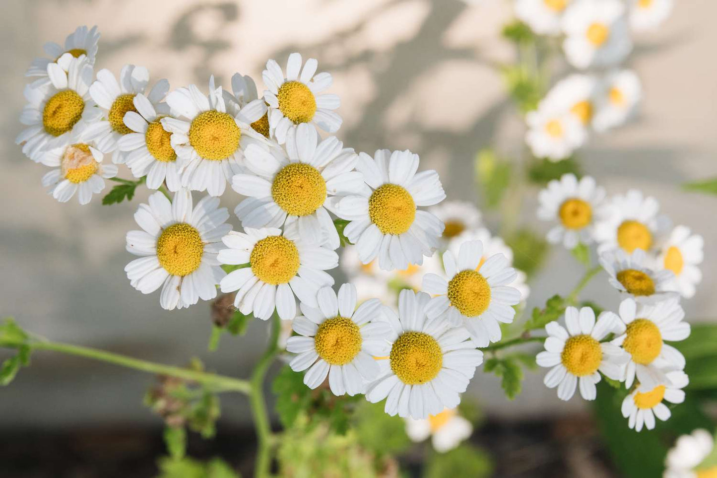 Chamomile Flower Seeds