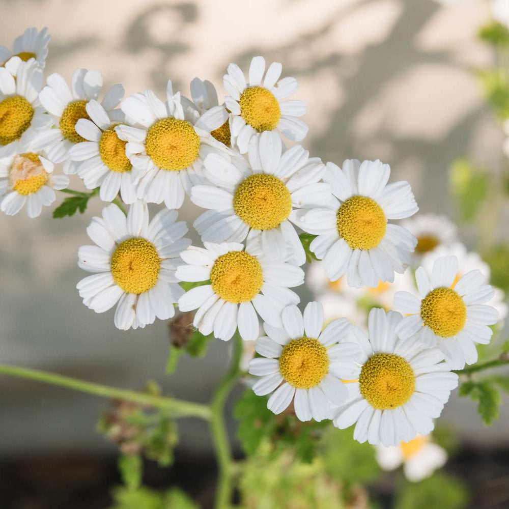 Semillas de flores de manzanilla