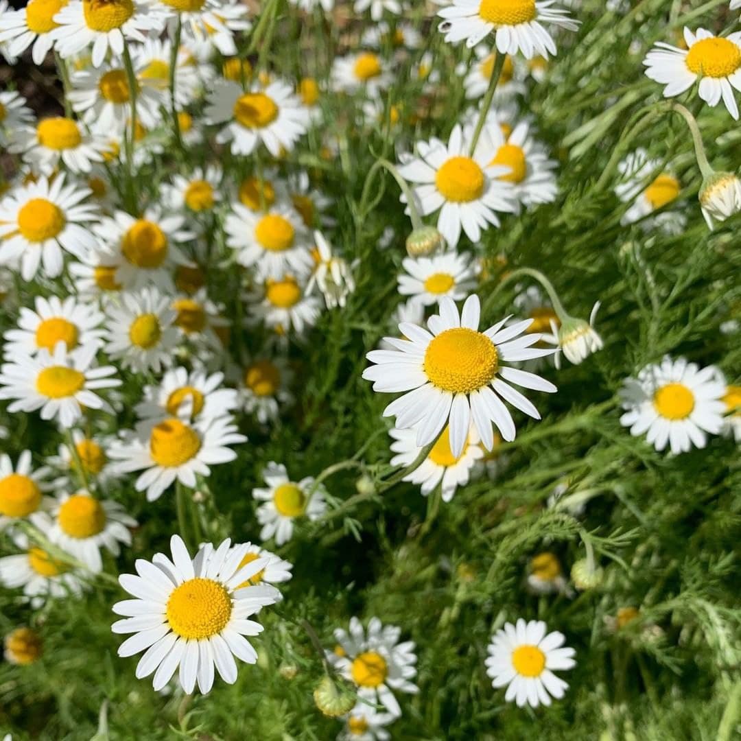 Chamomile Flower Seeds