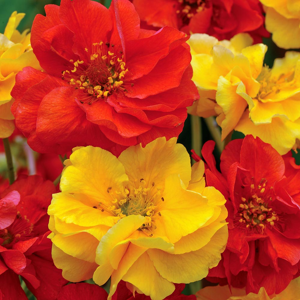 geum flower seeds Geum (Avens) Flower Seeds for Planting – Heirloom, Non-GMO, Perennial, – Pure Asia Seeds