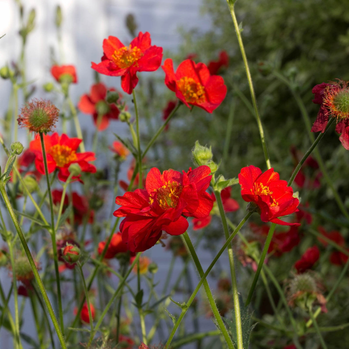 Geum Rossii Flower seeds for Planting - Premium Quality, Heirloom & GMO Free Seeds for Home Garden
Sale for planting in home garden.
