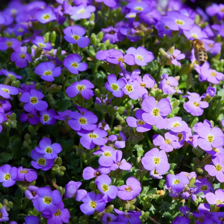 Rock Cress Flower Seeds