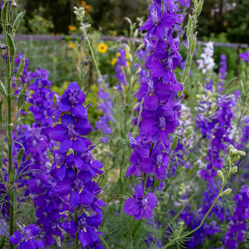 Blauer Rittersporn Blumensamen
