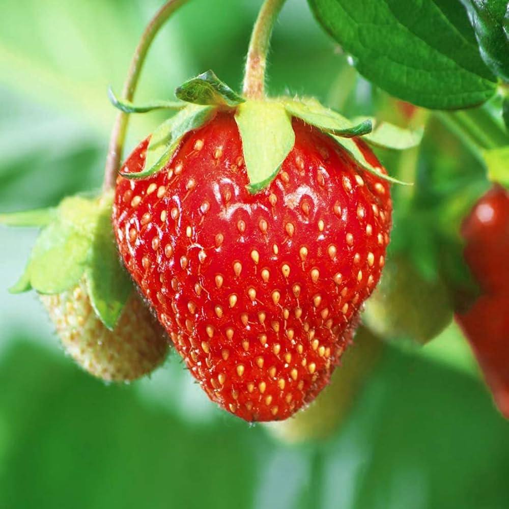 Giant Strawberry Fragaria pantassa Seeds for Planting fruit garden home pots