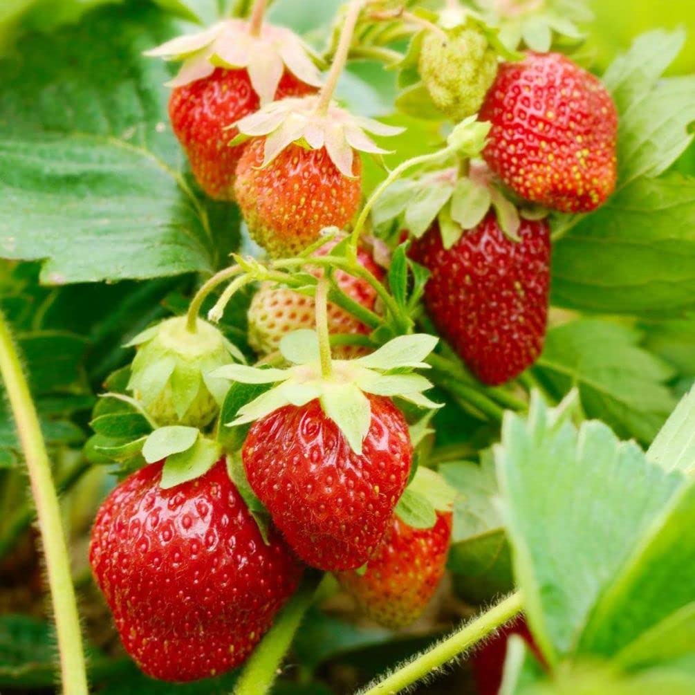 Giant Strawberry Seeds – Organic, Non-GMO Fruit for Garden