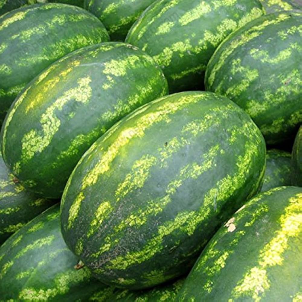 Giant Watermelon Seeds – Sweet Non-GMO Edible Fruits