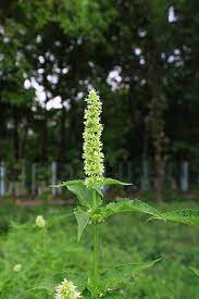 Giant Yellow Hyssop (Agastache nepetoides) - Herb Flower Seeds