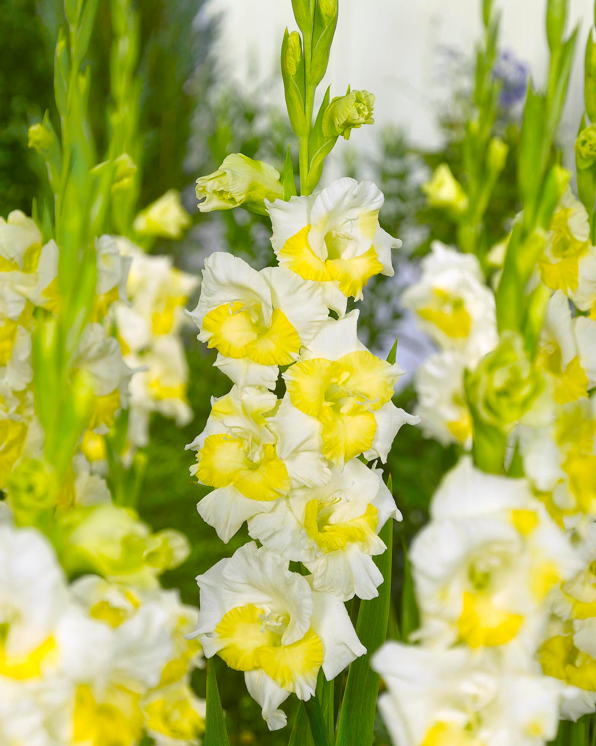 Green Perennial Gladiolus Flower seeds for Planting - Bright Blooms, Heirloom & GMO Free Seeds for Home Garden
Sale seeds for planting in home garden