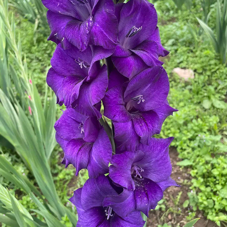 Purple Gladiolus Flower Seeds