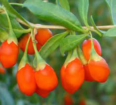Red Goji Fruit Seeds Planting Essentials