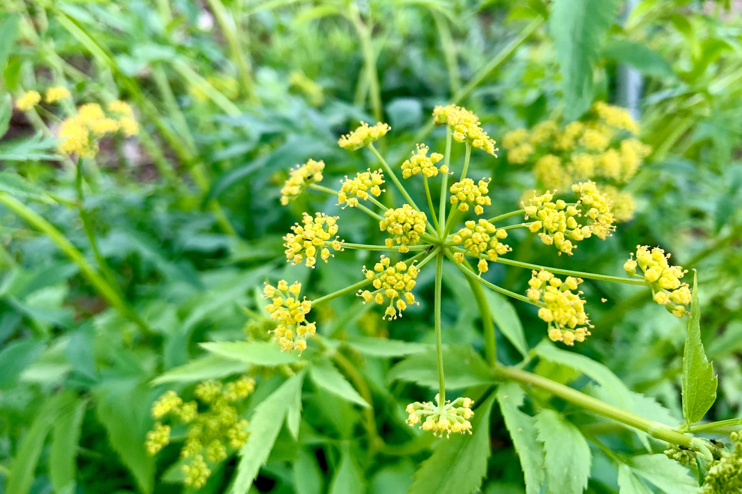 Golden Alexander (Zizia aurea) Flower Seeds - Meadow Zizia, Golden Zizia