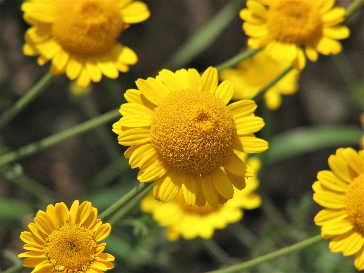Golden Marguerite Daisy (Anthemis tinctoria), Dyer’s Yellow Chamomile, Paris Daisy Herb & Flower Seeds