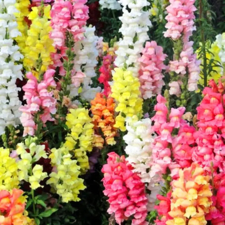 Antirrhinum Flower seeds for Planting Bright Blooms Heirloom & GMO Free Seeds for Home Garden