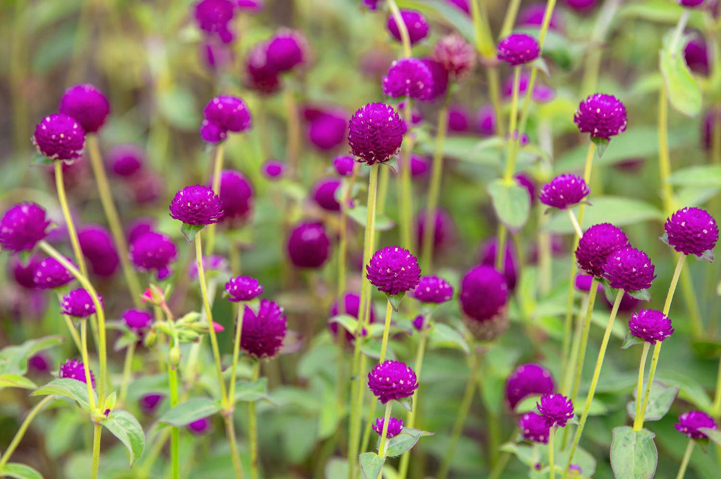 Globe Amaranth Flower Seeds