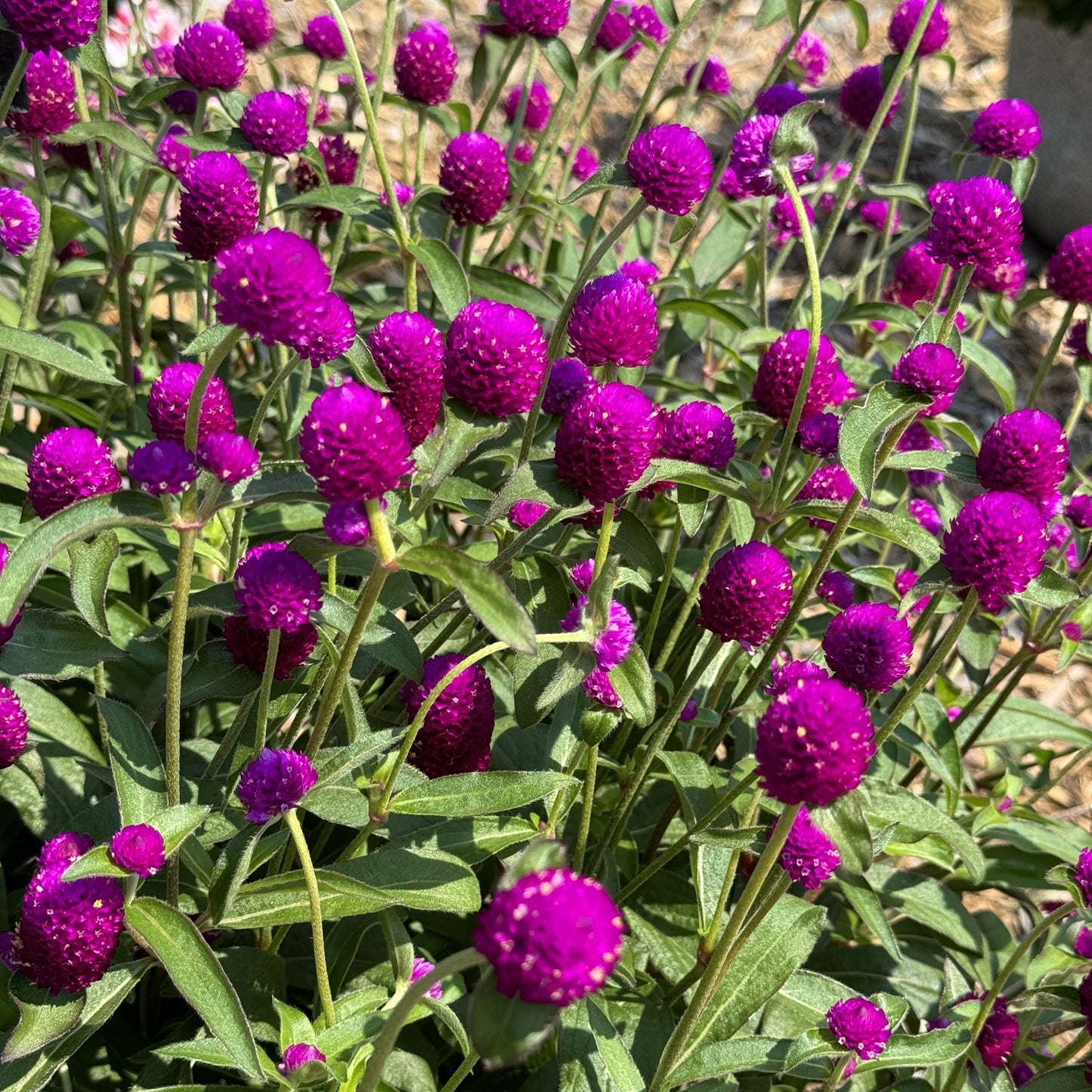 Globe Amaranth Flower Seeds