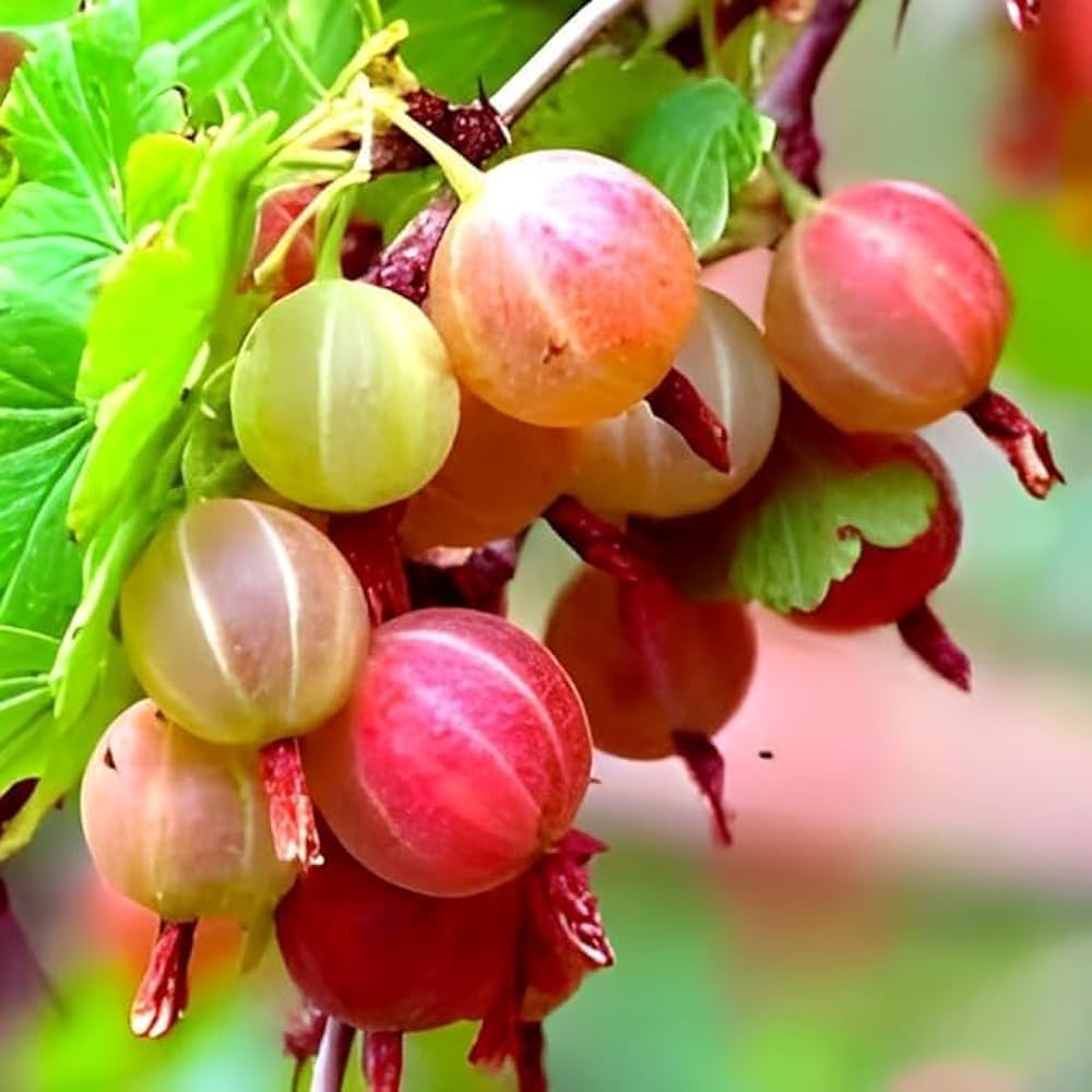 Gooseberry Ribes uva-crispa Fruit Seeds for Planting in Garden and Orchard