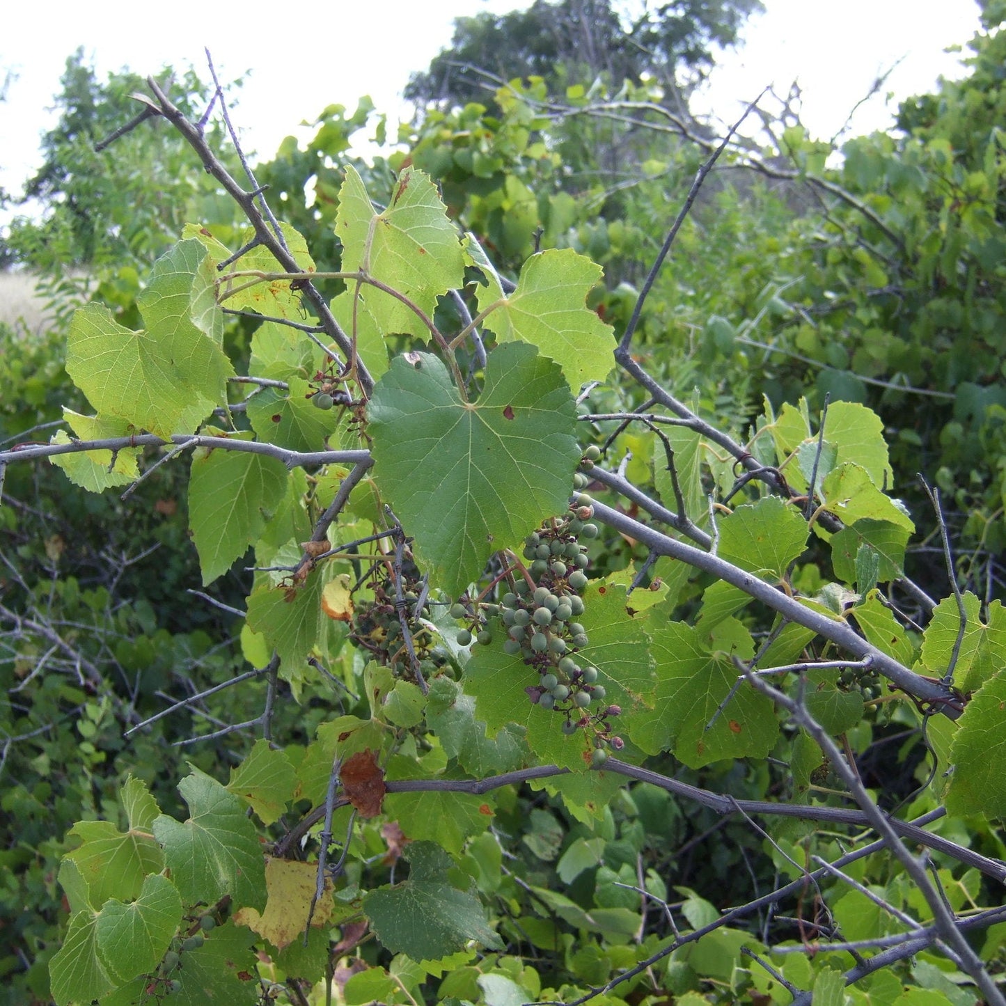 Semi di frutta d'uva invernale Vitis Cinerea