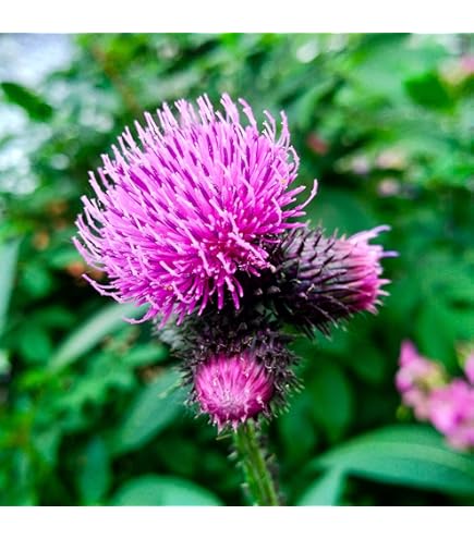 Great Burdock (Arctium lappa) Edible Burdock Herb Flower Seeds