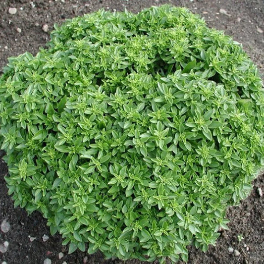 Dwarf Greek Basil Herb Seeds for Planting – Heirloom, Non-GMO, Easy to Grow, Culinary Herb