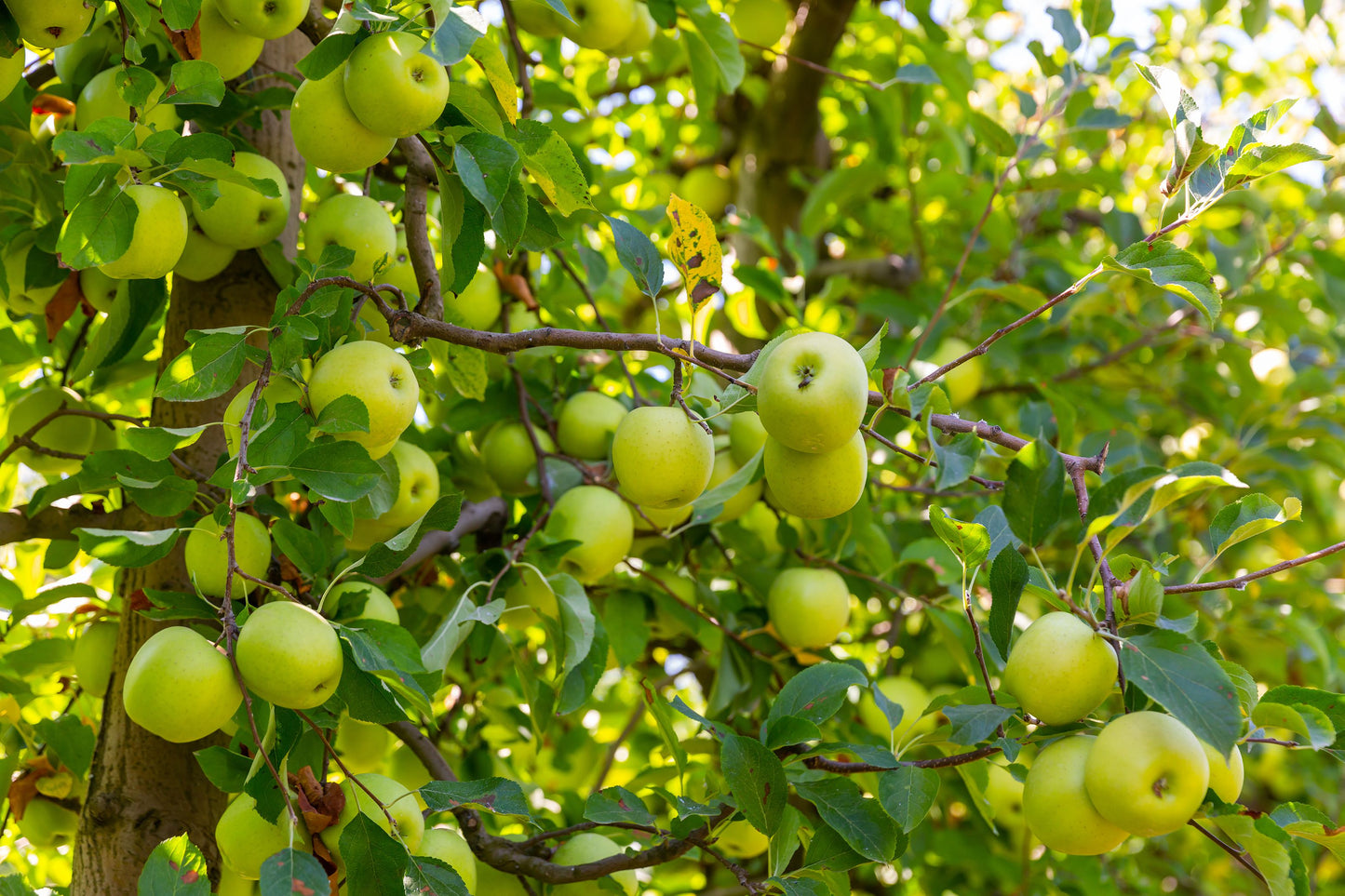 Green Apple Fruit Seeds for Planting | Grow Your Own Apple Tree