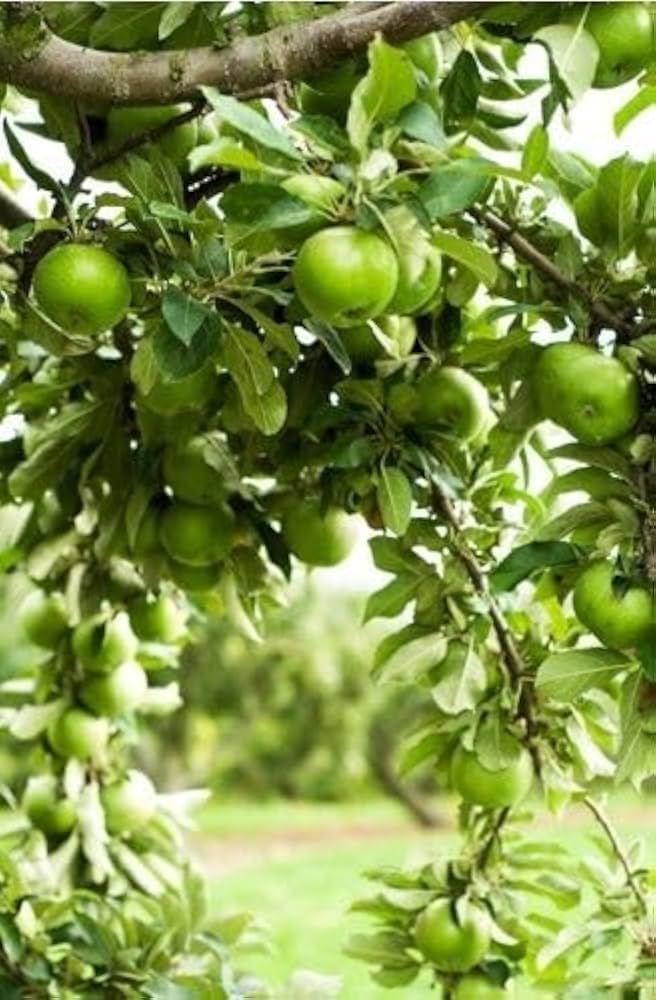 Green Apple Fruit Seeds for Planting - Crisp Apple Variety