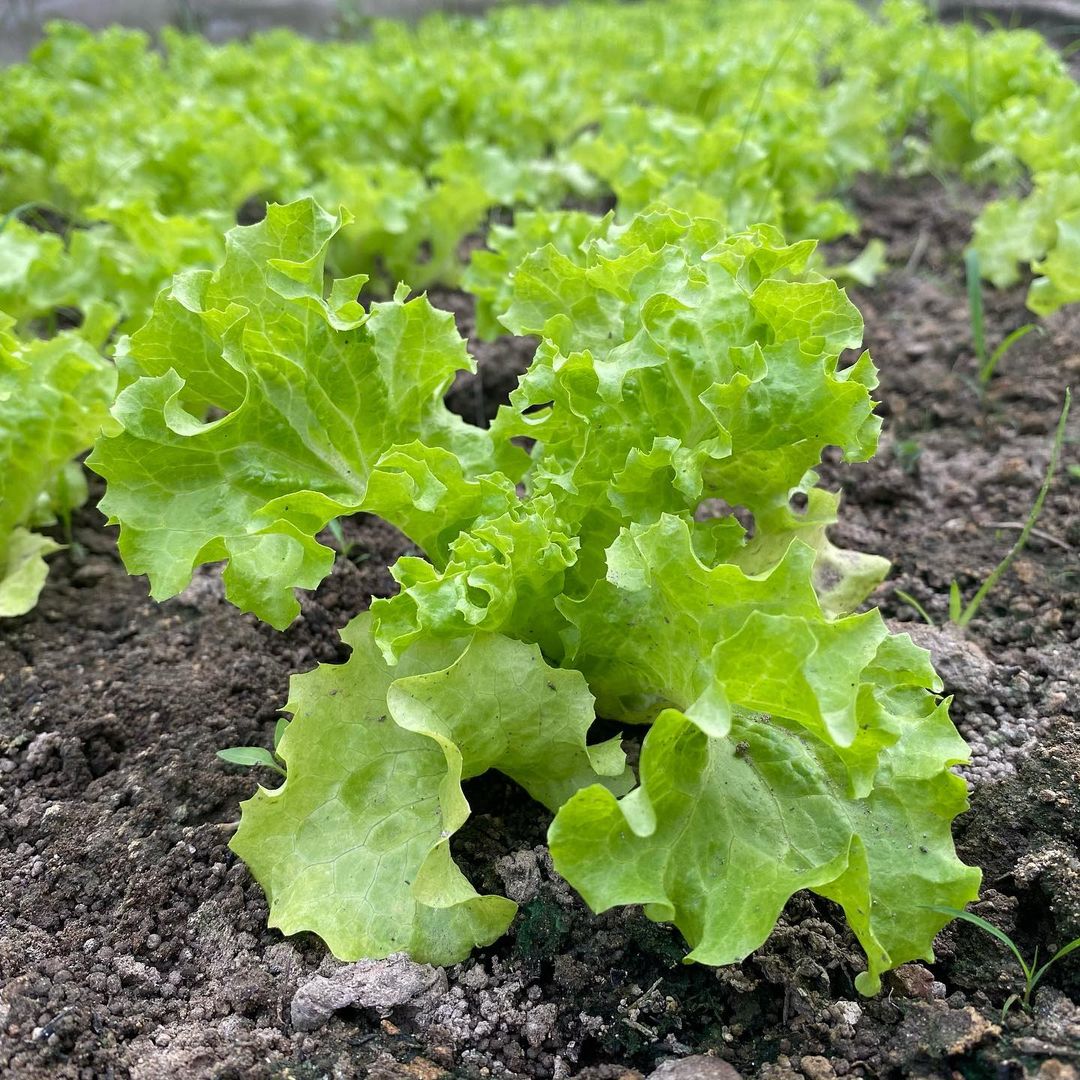 レタス 野菜の種