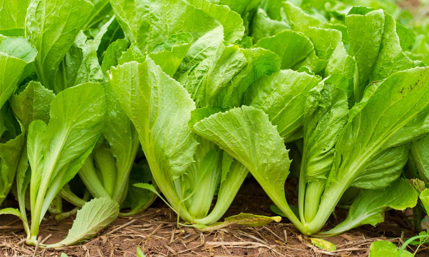 Semillas de verduras de mostaza verde Choy