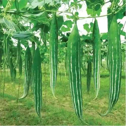 Snake Gourd Vegetable Seeds