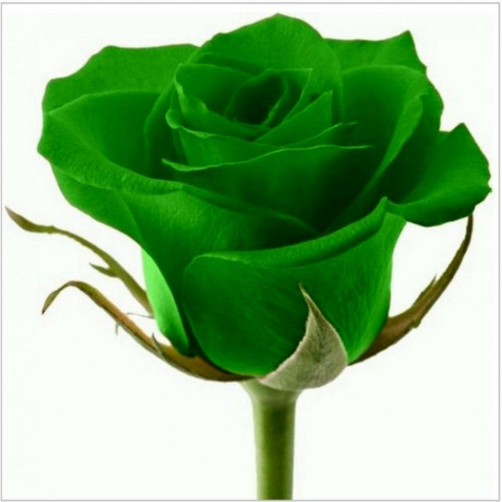 rosa chinensis seeds Green Rose (Rosa Chinensis) Flower Seeds – Heirloom, Non-GMO, Perennia – Pure Asia Seeds